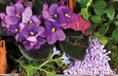 Assemblage De Plantes Le Jardin Enchanté -Monde Des Fleurs assemblage de plantes le jardin enchante 2