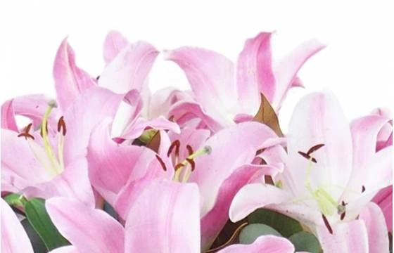 Bouquet De Lys Rose "Bruxelles" 3 Bouquet De Lys Rose "Bruxelles" – Image 3