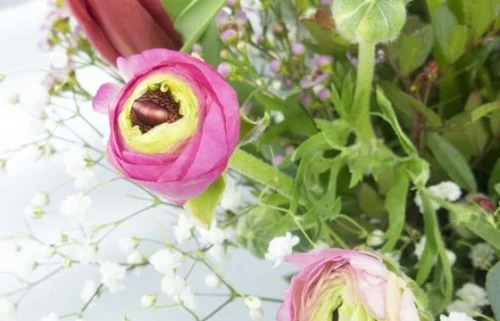 Bouquet De Renoncules "Pimprenelle" 5 Bouquet De Renoncules "Pimprenelle" -Monde Des Fleurs bouquet de renoncules pimprenelle 2