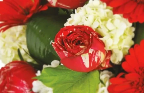 Bouquet Rond Rouge Sonate 5 Bouquet Rond Rouge Sonate -Monde Des Fleurs bouquet rond rouge sonate 2