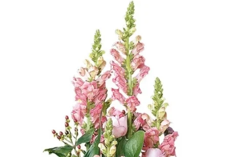 Composition De Deuil Rose Pensées -Monde Des Fleurs composition de deuil rose pensees 2