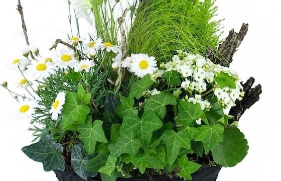 Composition De Plantes Blanches "Chamomilla" 2 Composition De Plantes Blanches "Chamomilla" – Image 2