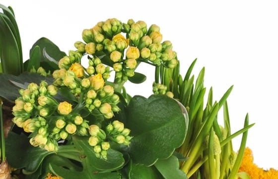 Composition De Plantes Etamine La Fleuriste 2 Composition De Plantes Etamine La Fleuriste – Image 2