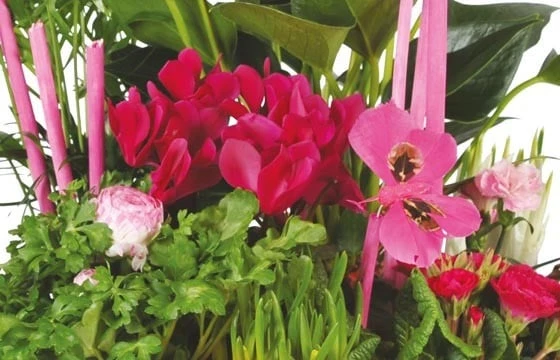 Composition De Plantes Le Jardin Des Druides 2 Composition De Plantes Le Jardin Des Druides – Image 2