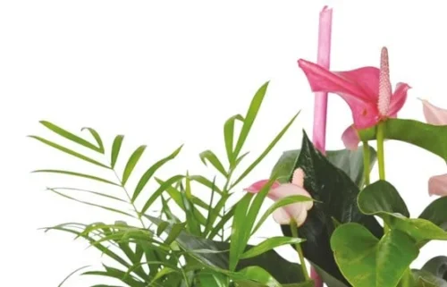 Composition De Plantes Le Jardin Des Druides 5 Composition De Plantes Le Jardin Des Druides -Monde Des Fleurs composition de plantes le jardin des druides 2