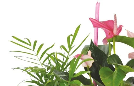 Composition De Plantes Le Jardin Des Druides 3 Composition De Plantes Le Jardin Des Druides – Image 3