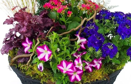 Composition De Plantes Rose & Bleue "Plantae" 2 Composition De Plantes Rose & Bleue "Plantae" – Image 2