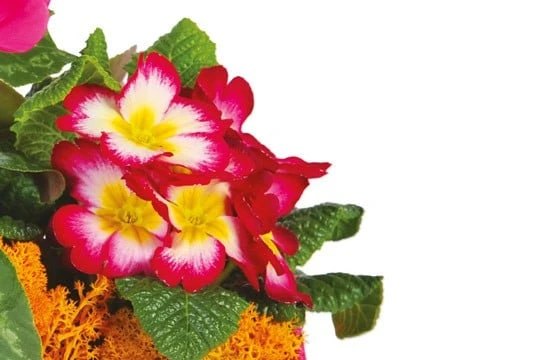 Composition De Plantes Rose-fuchsia Voyage Eternel 3 Composition De Plantes Rose-fuchsia Voyage Eternel – Image 3