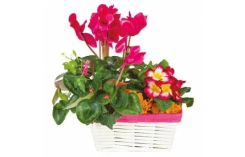 Composition De Plantes Rose-fuchsia Voyage Eternel