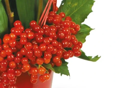 Composition De Roses Rouges Flamme 2 Composition De Roses Rouges Flamme – Image 2