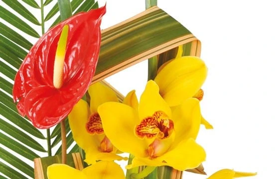 Composition Exotique Tropique 2 Composition Exotique Tropique – Image 2