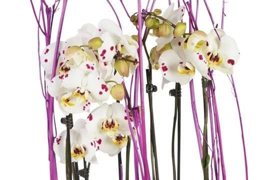 Coupe D'Orchidées Blanches Comtesse De Ségur 2 Coupe D'Orchidées Blanches Comtesse De Ségur – Image 2