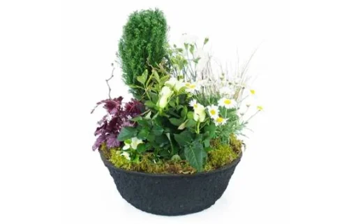 Coupe De Deuil De Plantes Blanches "Nubes"