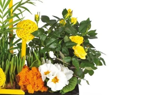 Coupe De Plante Le Jardin D'Abel -Monde Des Fleurs coupe de plante le jardin d abel 2