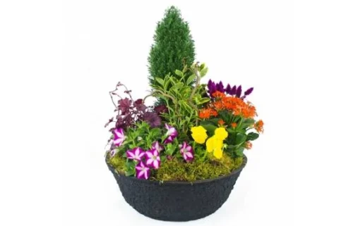 Coupe De Plantes Colorées "Gaudium"