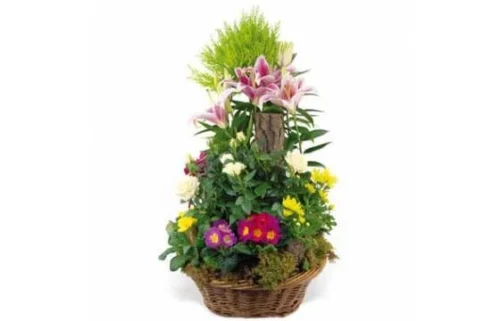 Coupe De Plantes De Deuil Symphonie