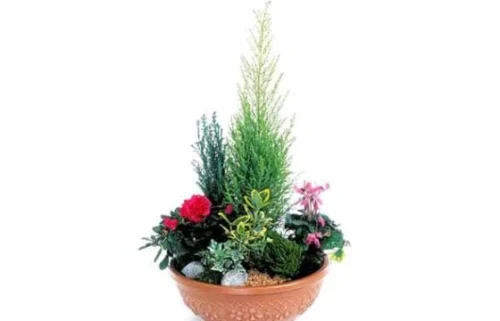 Coupe De Plantes Fuchsia & Rouge Jardin D'Eden