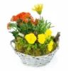 Coupe De Plantes Jaunes & Orange "Primula"