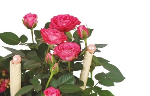 Coupe De Plantes Le Jardin D'Italie 5 Coupe De Plantes Le Jardin D'Italie -Monde Des Fleurs coupe de plantes le jardin d italie 2