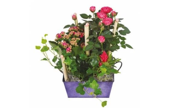 Coupe De Plantes Le Jardin D'Italie 1 Coupe De Plantes Le Jardin D'Italie