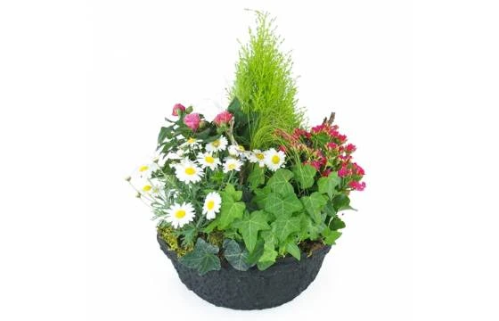 Coupe De Plantes Roses & Blanches "Hedera" 1 Coupe De Plantes Roses & Blanches "Hedera"
