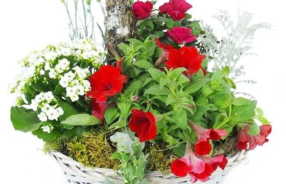 Coupe De Plantes Rouges & Blanches "Rubrum" 2 Coupe De Plantes Rouges & Blanches "Rubrum" – Image 2