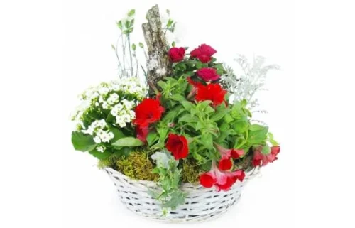 Coupe De Plantes Rouges & Blanches "Rubrum"