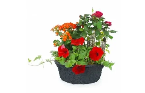 Coupe De Plantes Rouges, Orange "Calidi"