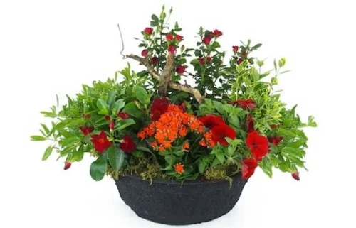 Coupe De Plantes Rouges & Oranges "Rufus"