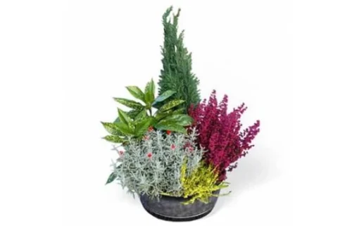 Coupe De Plantes Vertes D'extérieur