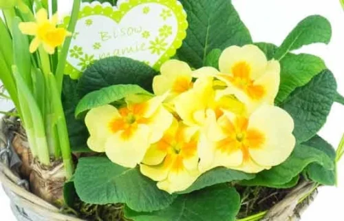 Le Panier Printanier De Jonquilles Et Primevère -Monde Des Fleurs le panier printanier de jonquilles et primevere 2