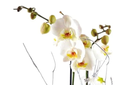 Orchidée Blanche Double Branche 2 Orchidée Blanche Double Branche – Image 2
