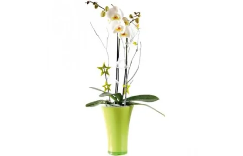 Orchidée Blanche Double Branche