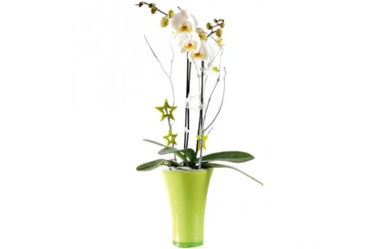 Orchidée Blanche Double Branche 1 Orchidée Blanche Double Branche