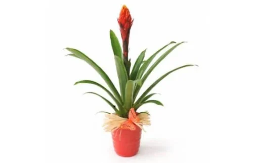 Plante Exotique Akira Le Billbergia