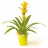 Plante Nana Le Guzmania Jaune