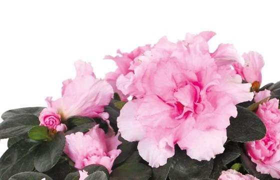 Plante Zoé L'Azalée Rose 2 Plante Zoé L'Azalée Rose – Image 2